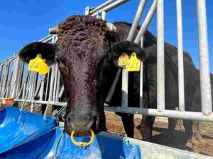 黒島で放牧されている牛（撮影：生方正）
