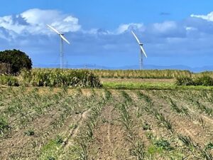 広大なさとうきび畑と風力発電風車（撮影：生方正）