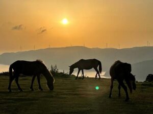 都井岬に自然放牧されている御崎馬（みさきうま）（撮影：生方正）
